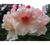 Рододендрон Ханя (Hania) С5, 5 лет